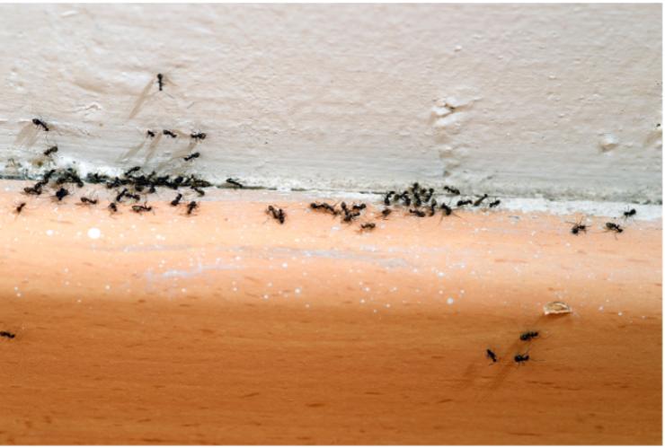 Infestazione insetti in casa