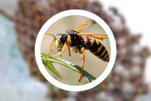 cosa attira le vespe in casa