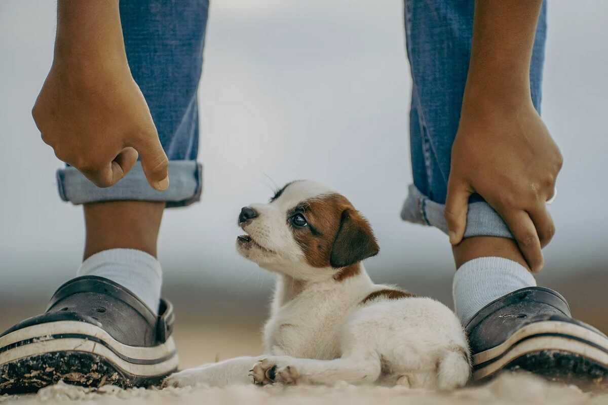 puppy yoga