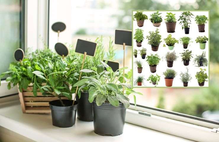 Varietà di piante aromatiche